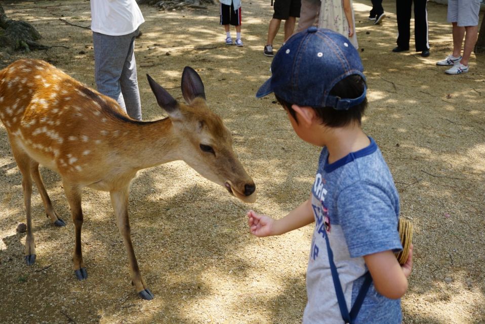 From Osaka or Kyoto: Kyoto & Nara 1 Day Bus Tour - Full Description