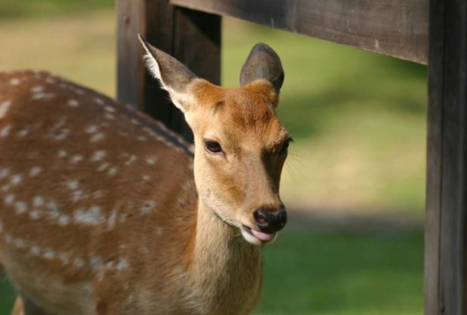 From Osaka or Kyoto: Kyoto & Nara 1 Day Bus Tour - Frequently Asked Questions