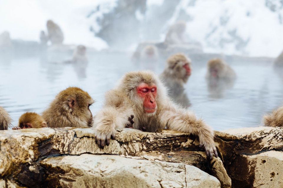Private Roundtrip Transport: To/From Snow Monkey Park - Experience the Convenience