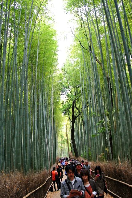 Arashiyama Kyoto Bamboo Forest, Monkey Park & Kimono Forest - Frequently Asked Questions