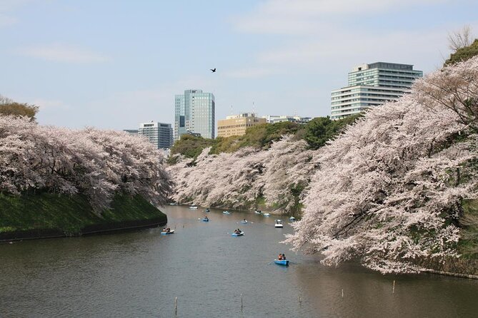 Tokyo Cherry Blossoms Blooming Spots E-Bike 3 Hour Tour - Quick Takeaways