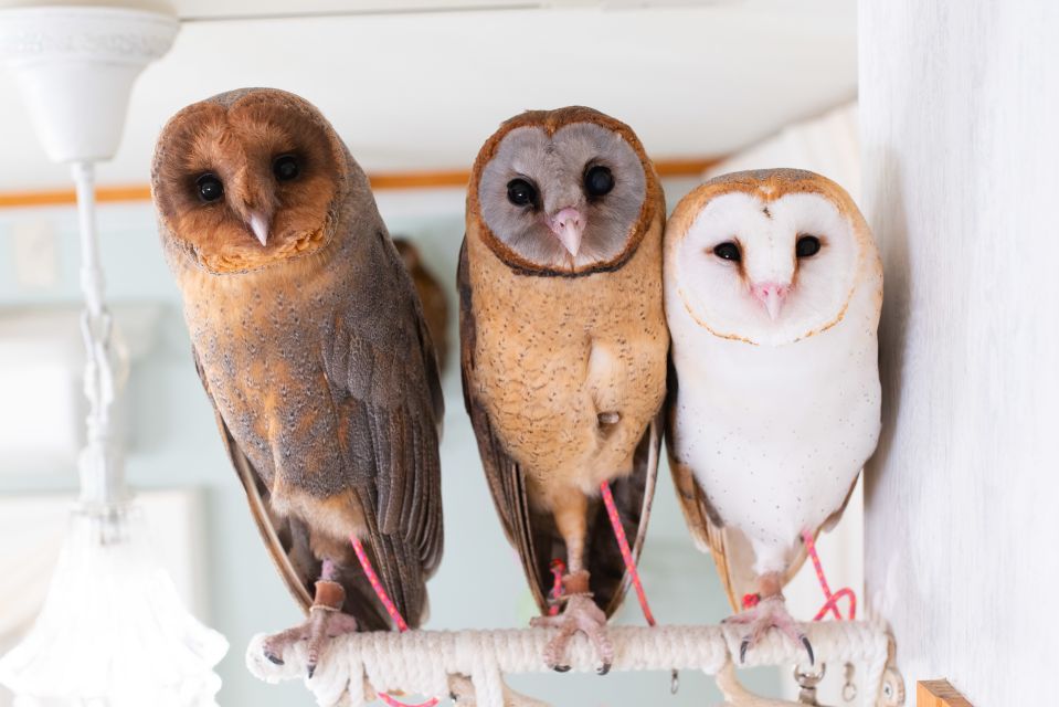 Tokyo: Meet Owls at the Owl Café in Akihabara - Quick Takeaways