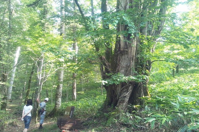 Yakusugi Cedar Forest Walking Tour on Yakushima Island